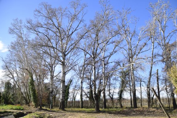 Bosque con árboles altos y desnudos bajo un cielo azul despejado.